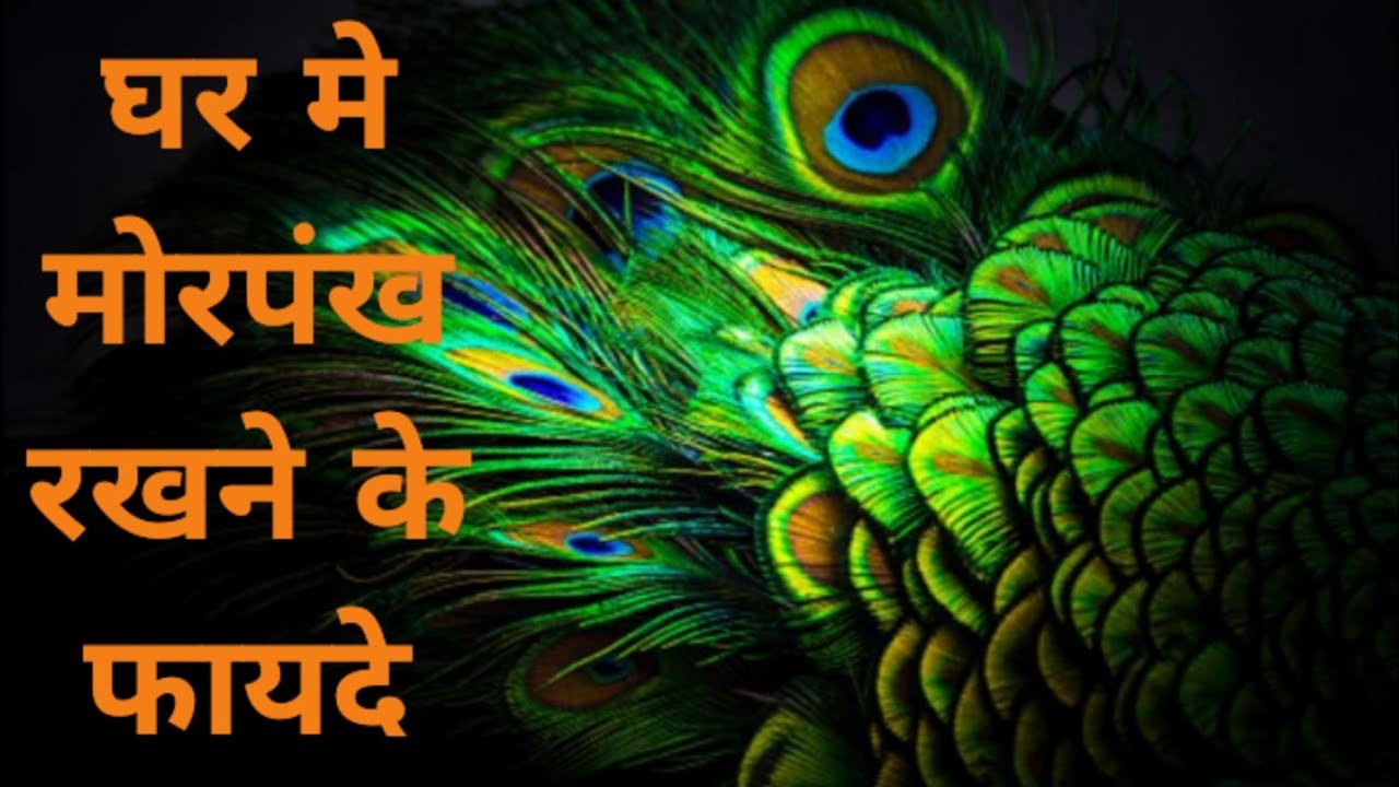 घर मे मोरपंख रखने की बेहिसाब फायदे#ghar me morpankh kaha rakhe#hindudeity #youtubevideo