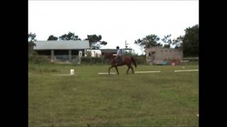 Sue Heywood & Del.   Music Fitted By Cheryl Weaver dressagemusic4u.net