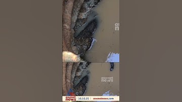 കൊല്ലത്ത് വീട്ടുമുറ്റത്തെ കിണറ്റിൽ പുലി വീണു; വനം വകുപ്പ് ഉദ്യോഗസ്ഥർ സ്ഥലത്തെത്തി