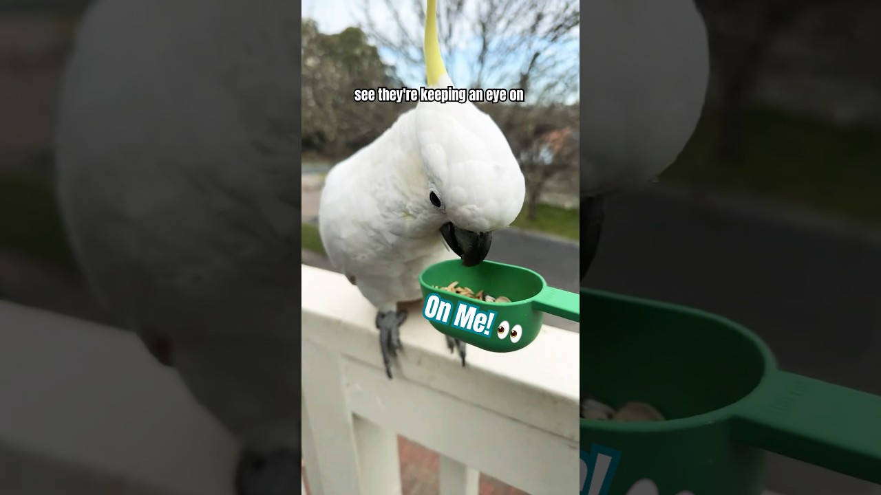 COCKATOO Dirt WATCH OUT MUD FACE! 😂 