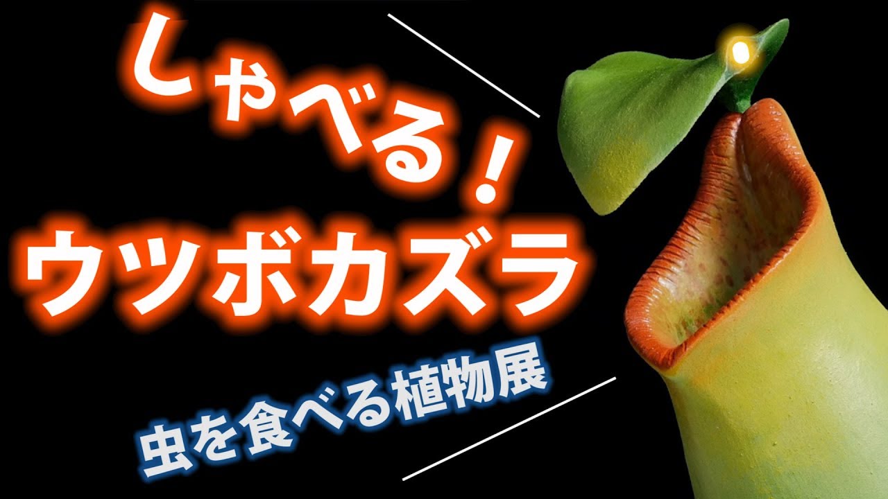 ウツボカズラがしゃべって動く 虫を食べる植物展のお知らせtalking Pet Nepenthes Youtube