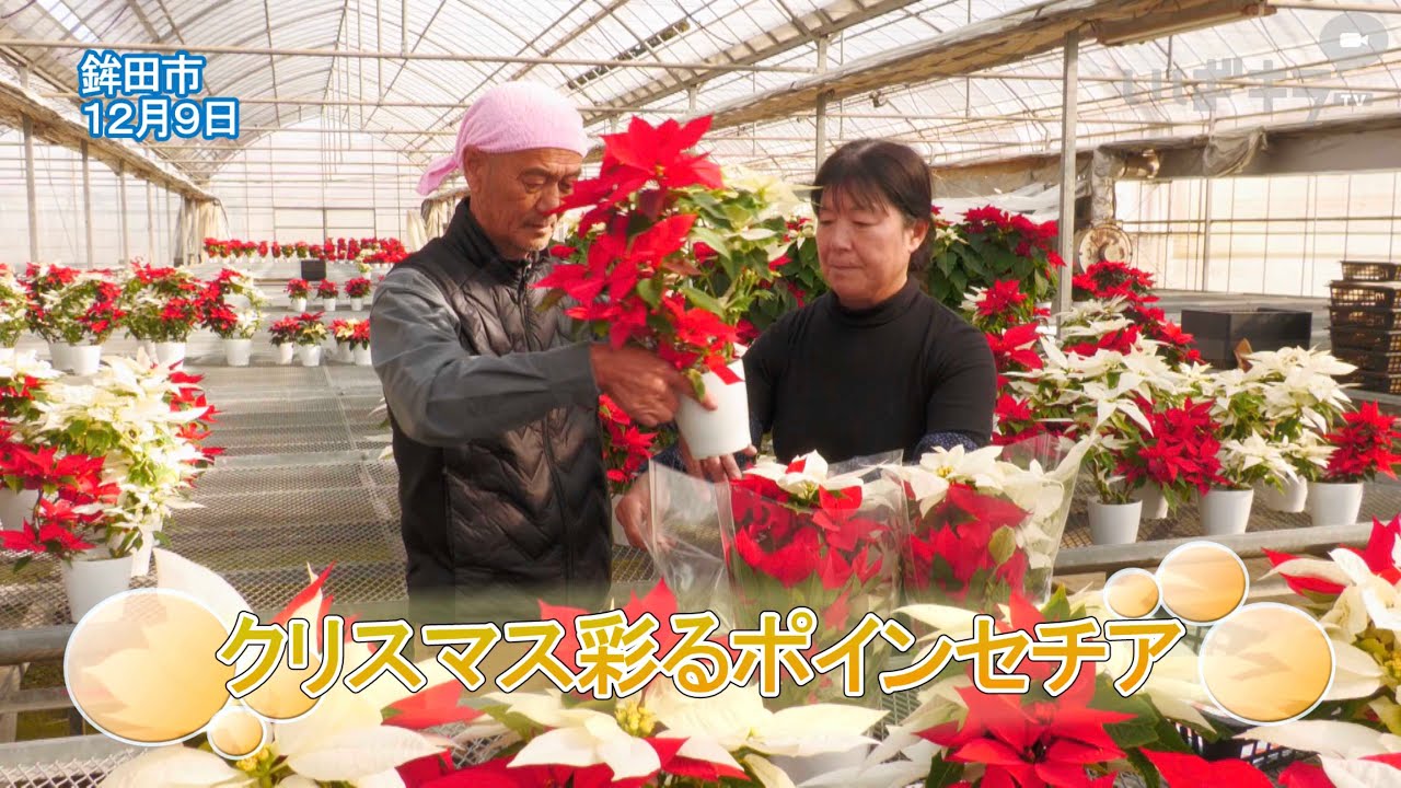 クリスマス彩るポインセチア【いばキラニュース】R7.12.10 - YouTube