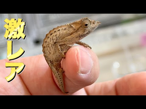 First arrival in Japan! A tiny but extremely rare chameleon