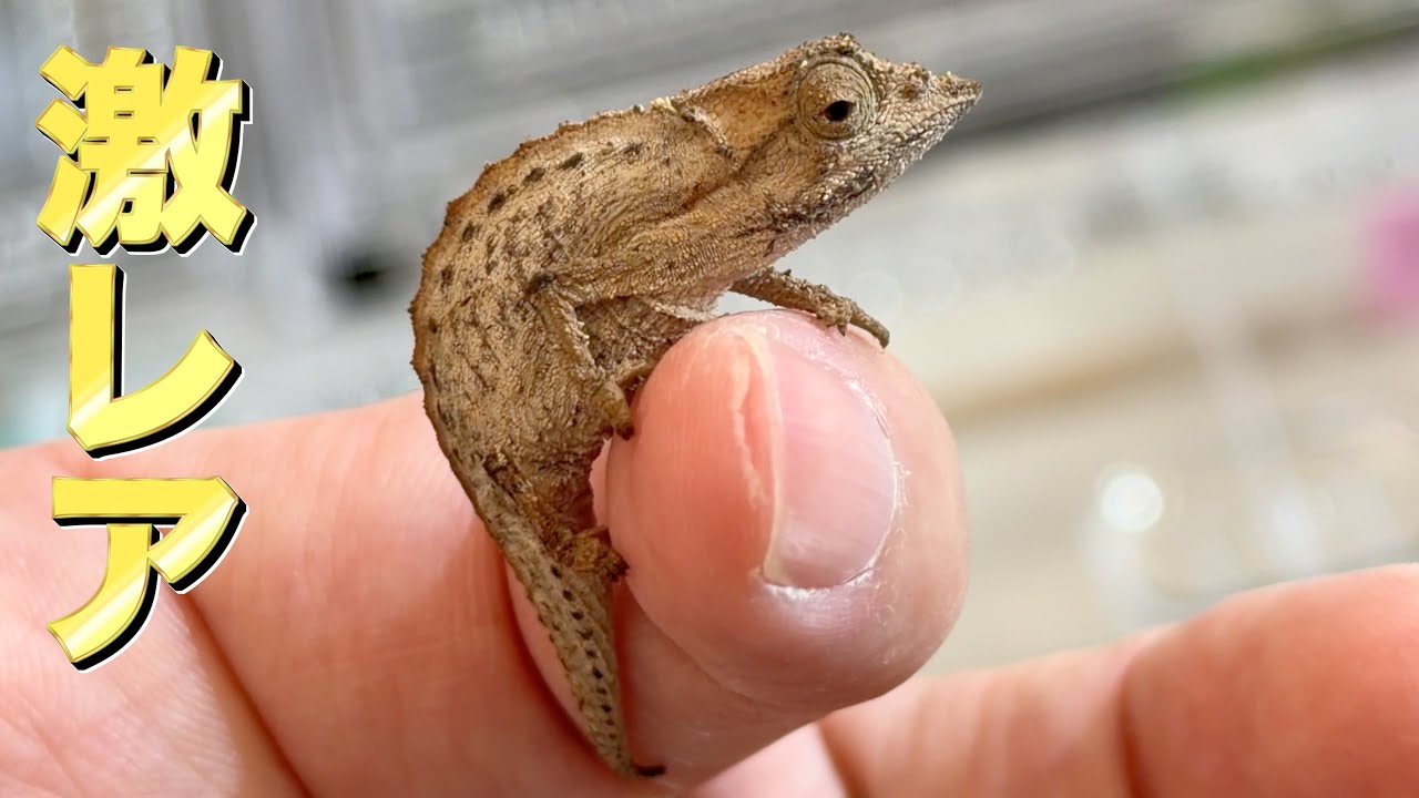First arrival in Japan! A tiny but extremely rare chameleon