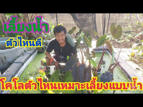 เช่า โคโล New Update โคโลคาเซียตัวไหนเหมาะเลี้ยงน้ำ💧 เพราะอะไร ข้อดีอะไร คลิปนี้มีคำตอบ Ep55.