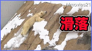 滑り落ちたホッキョクグマ【リラ】雪解けの危険から異次元級の遊びへ