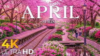 Spring Flowers 4K – April 2026 🌸 Cherry Blossoms, Colorful Petals & Soft Morning Glow screenshot 3