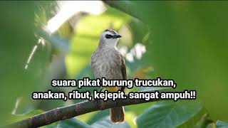 suara pikat burung trucukan, anakan,  ribut, kejepit. sangat ampuh!!