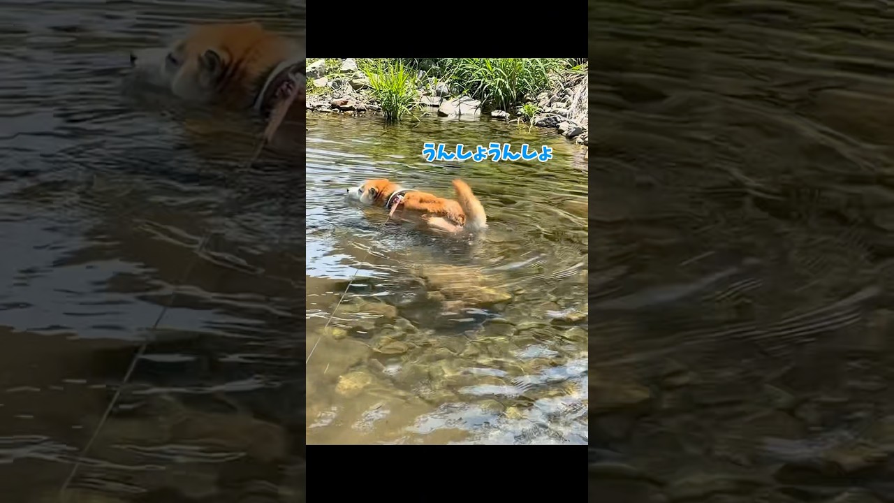 うんしょうんしょ #泳ぐ犬 #柴犬 #shibainu