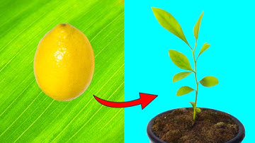 HOW TO GROW LEMON TREES FROM SEED - Fast and Easy Explanation