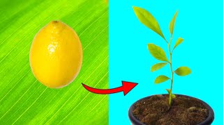 HOW TO GROW LEMON TREES FROM SEED - Fast and Easy Explanation