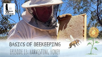 How to Harvest Honey from a Beehive: Knowing when honey is ripe | The Bush Bee Man