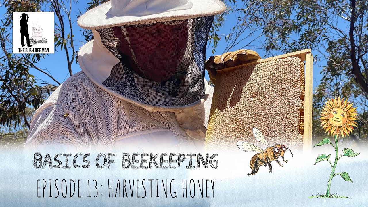 How to Harvest Honey from a Beehive Knowing when honey is ripe The
