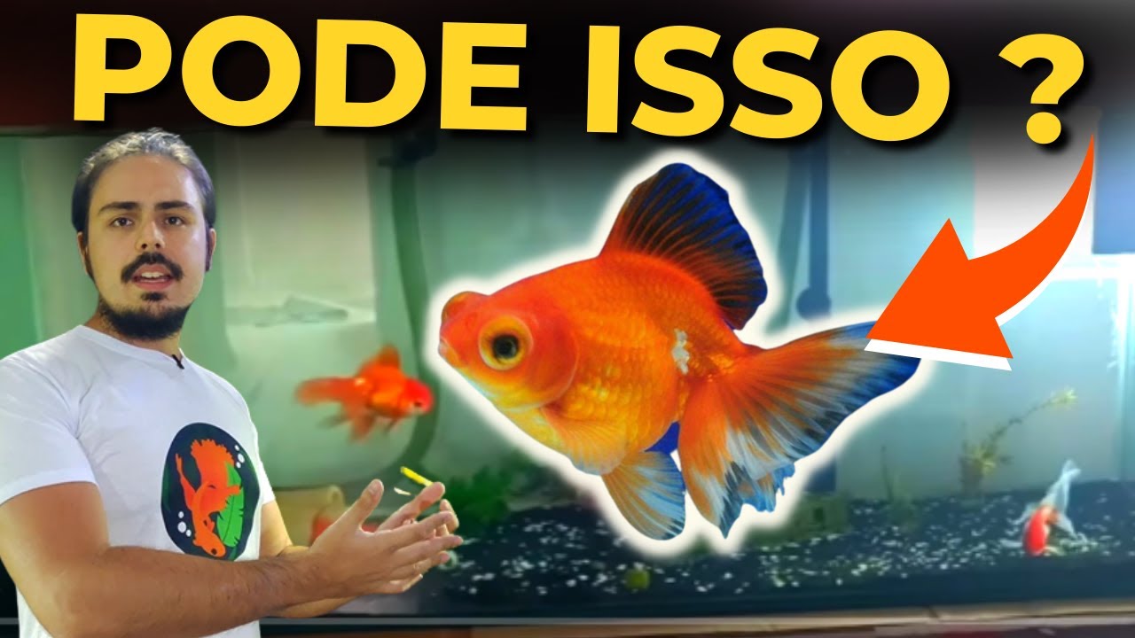 🔴AQUÁRIO COMUNITÁRIO COM KINGUIOS DO INSCRITO GABRIEL |Mr. Betta|