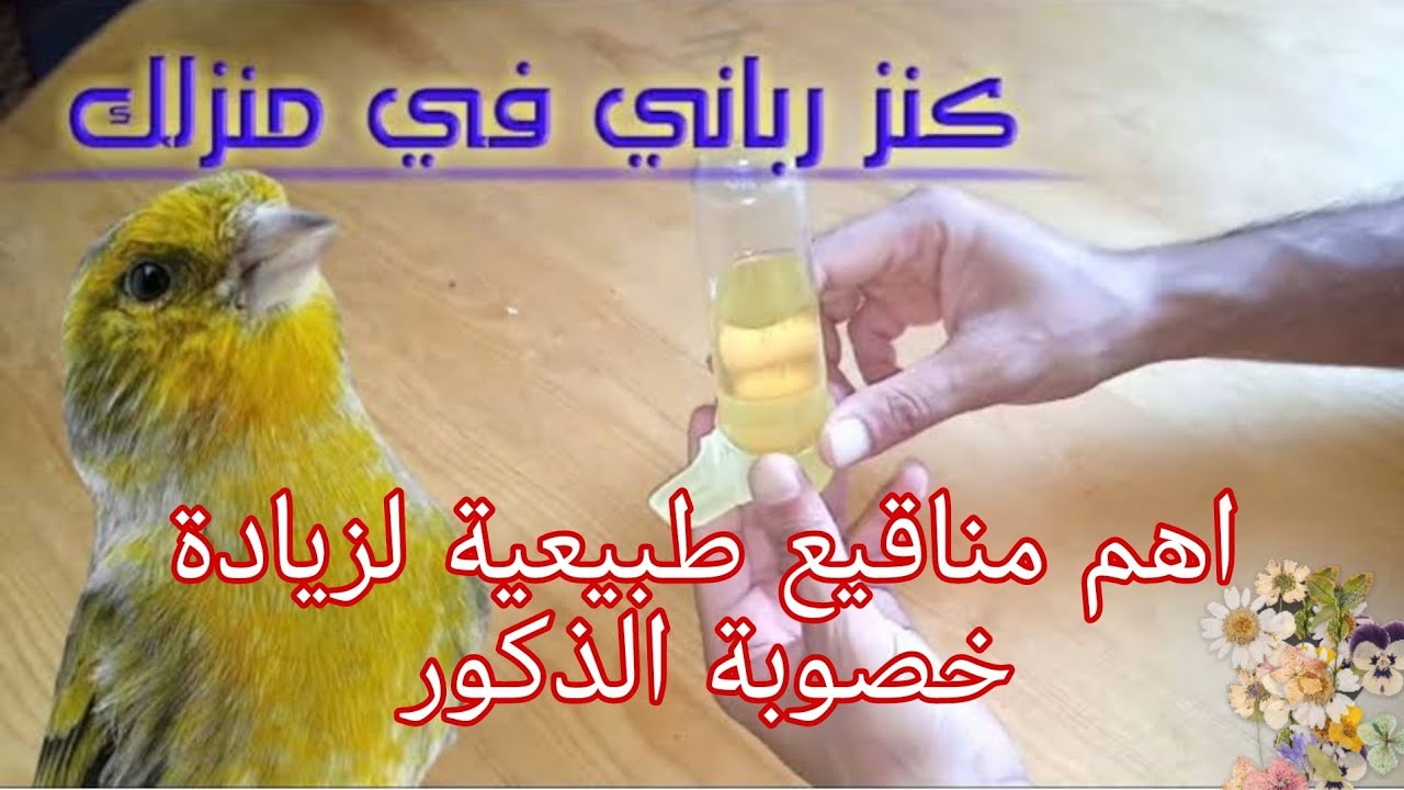 أفضل واقوى مناقيع طبيعية لزيادة التخصيب أضعاف عند طيور الكناري والحسون