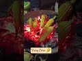 corn Lovers 😋