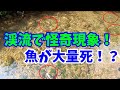 渓流ルアー　釣りしてたら大量の死んだ魚が流れてきた！