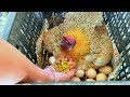 How to mix clean food for hens to lay and incubate eggs.