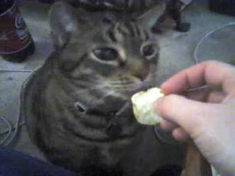 Felix (my cat) eating a potato chip - YouTube