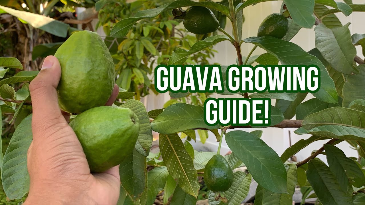 Guava Growing Guide!!🤩🌿S:2,Ep.15//Ultimate Gardening