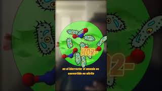 Qué es la nitrificación y cómo funcionan nuestros bioreactores?