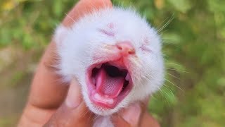 Try Not To Laugh 🤣 New Funny Cats and Dogs Videos 😹🐶 Part 15 by Pets Parody 203,989 views 3 months ago 1 hour, 2 minutes