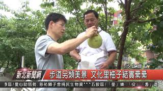 1070827新北新聞網13 汐止區步道另類美景 文化里柚子結實纍纍