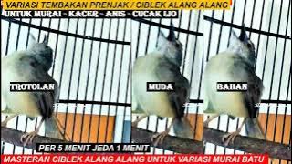 Masteran prenjak alang alang gacor untuk variasi tembakan murai batu c. ijo kacer anis / suara pikat