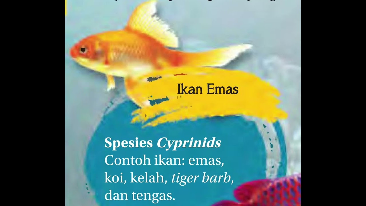 Spesies 𝘊𝘺𝘱𝘳𝘪𝘯𝘪𝘥𝘴