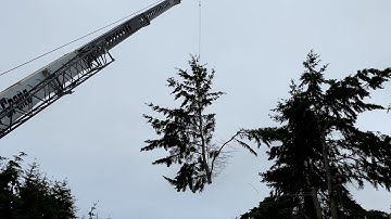 Tree Removal Using a Crane – Part 3