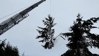 Tree Removal Using a Crane – Part 3