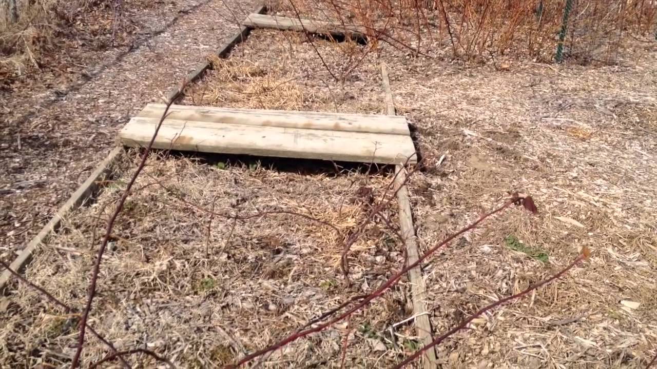 Strawberry Plants in Wood Chips update 2715 YouTube