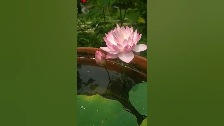 lotus flower/how to grow lotus in home#shorts - DayDayNews