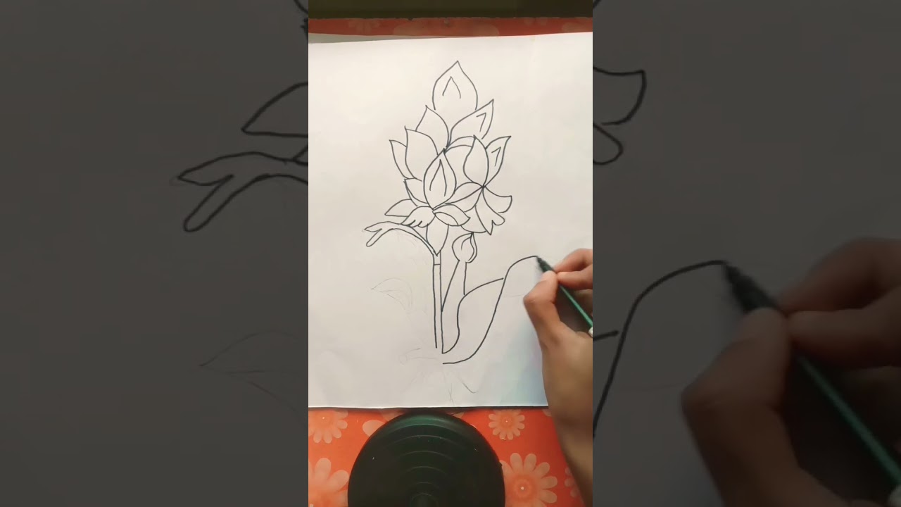 Drawing water hyacinth  step by step