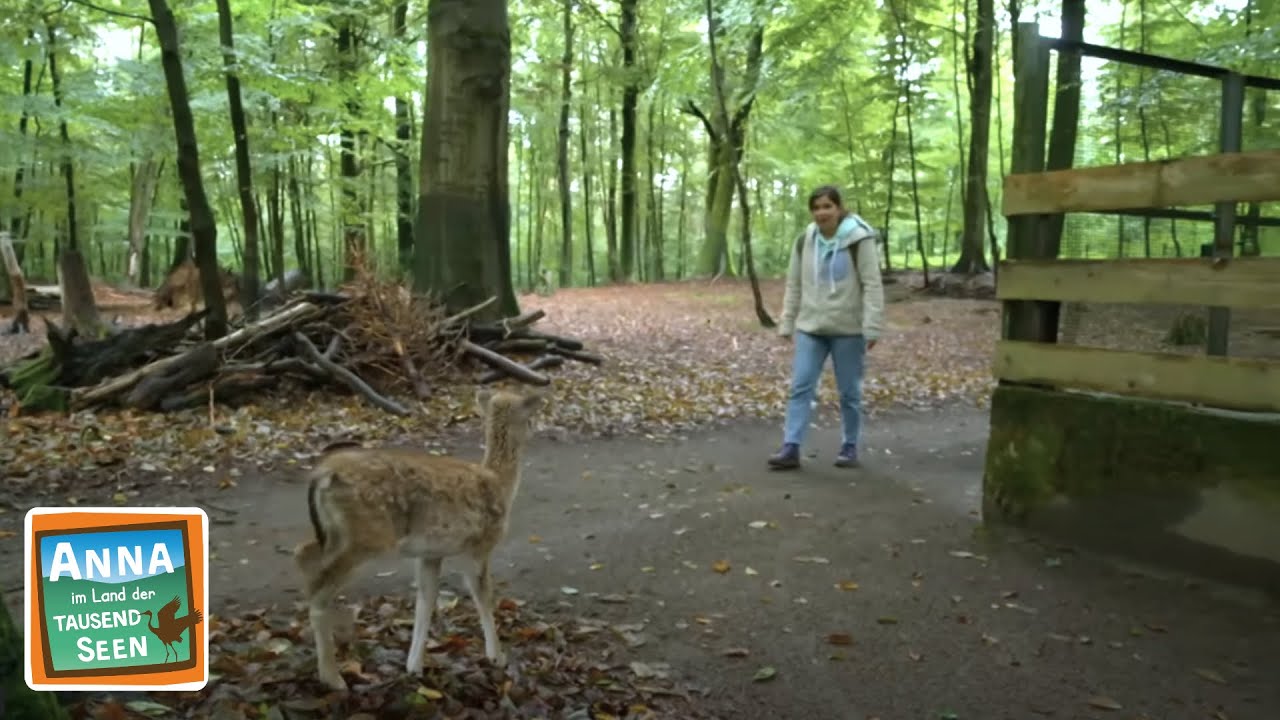 Der König des Waldes | Reportage für Kinder | Anna im Land der tausend Seen | 5