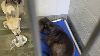 acs A673351