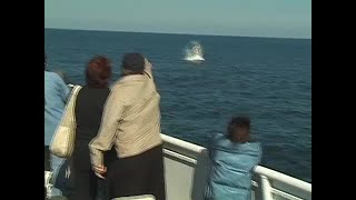 🛳️ Throwback to 2006! Remember when you saw your first whale with us Maybe you had a camera with a