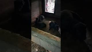 Apbt.online-Pedigreesmodules?Namepublic&Fileprintpedigree&Dogid773454