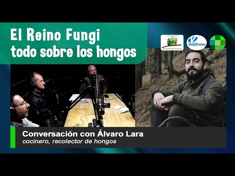 El reino fungi: