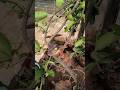 Dinossauros Mordedores na Natureza #fun #jurassicworld #dino #brinquedos #crianças #brincar #kids