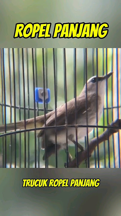 Trucukan Ropel Panjang #birds #trucukan #klitukan #ropeltrucukan #burung #suaraburung #burunggacor