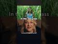 Daca intri pe acest camp nu mai poti sa gasesti iesirea #inthetallgrass #horror #movie