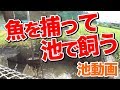 【庭の池】捕った魚を池で飼う #15 2017.8.23