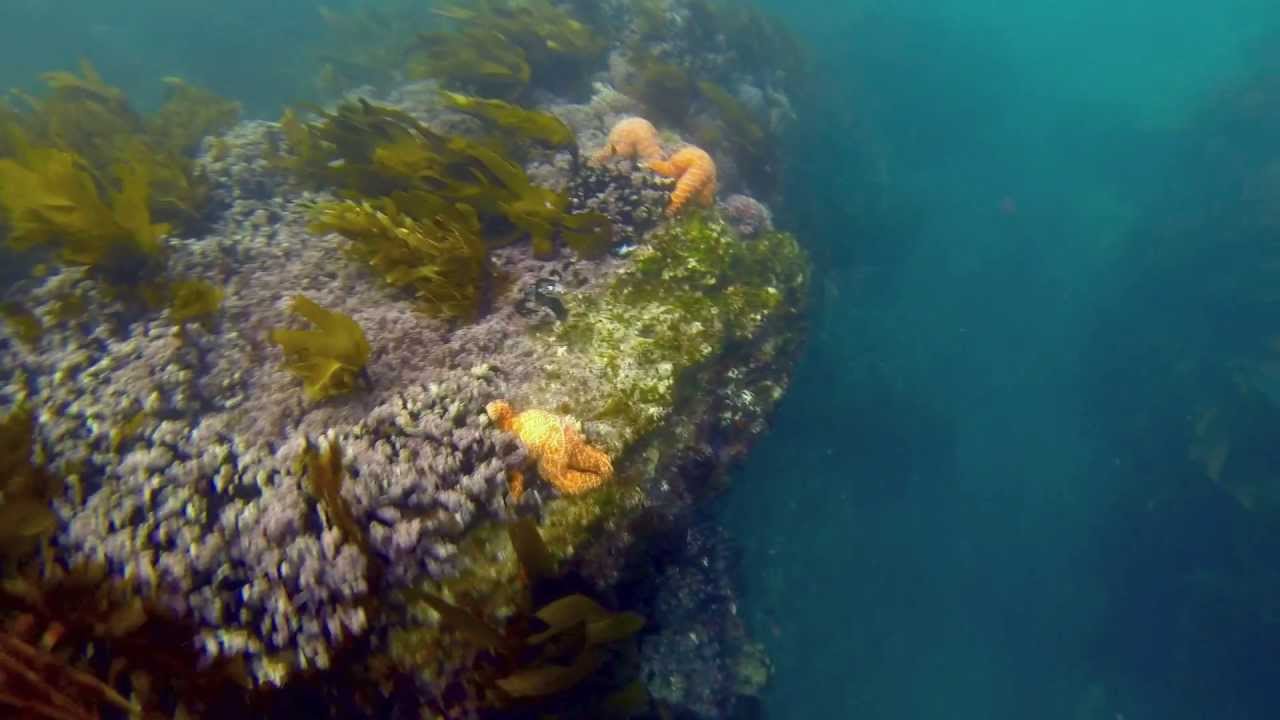 Snorkeling Shaw's Cove, Laguna Beach YouTube