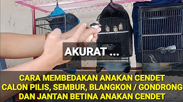 CARA MEMBEDAKAN ANAKAN CENDET PILIS, SEMBUR, BLANGKON / GONDRONG, DAN JANTAN BETINANYA