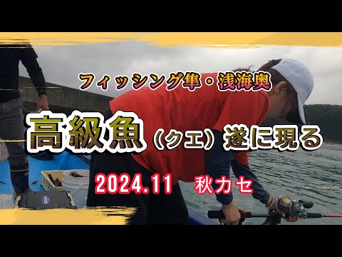 【和歌山串本】part3 フィッシング隼 浅海奥 底物・ギガアジ狙い  遂にあの高級魚(クエ)が釣れる  # 釣り #初心者 #秋  #おもしろ動画 #クエ #高級魚