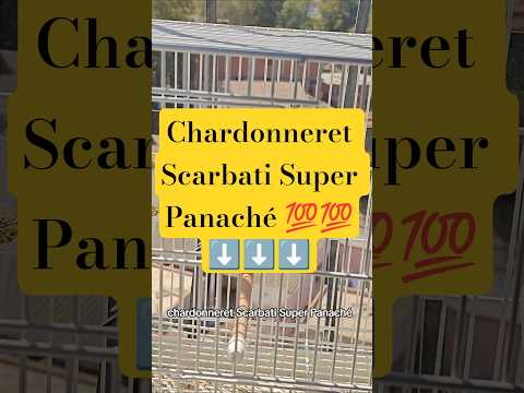 بارفا سكارباتي سوبر بناشي Jilguero الحسون Carduelis Chardonneret Parva طفرة Goldfinch Fyp 