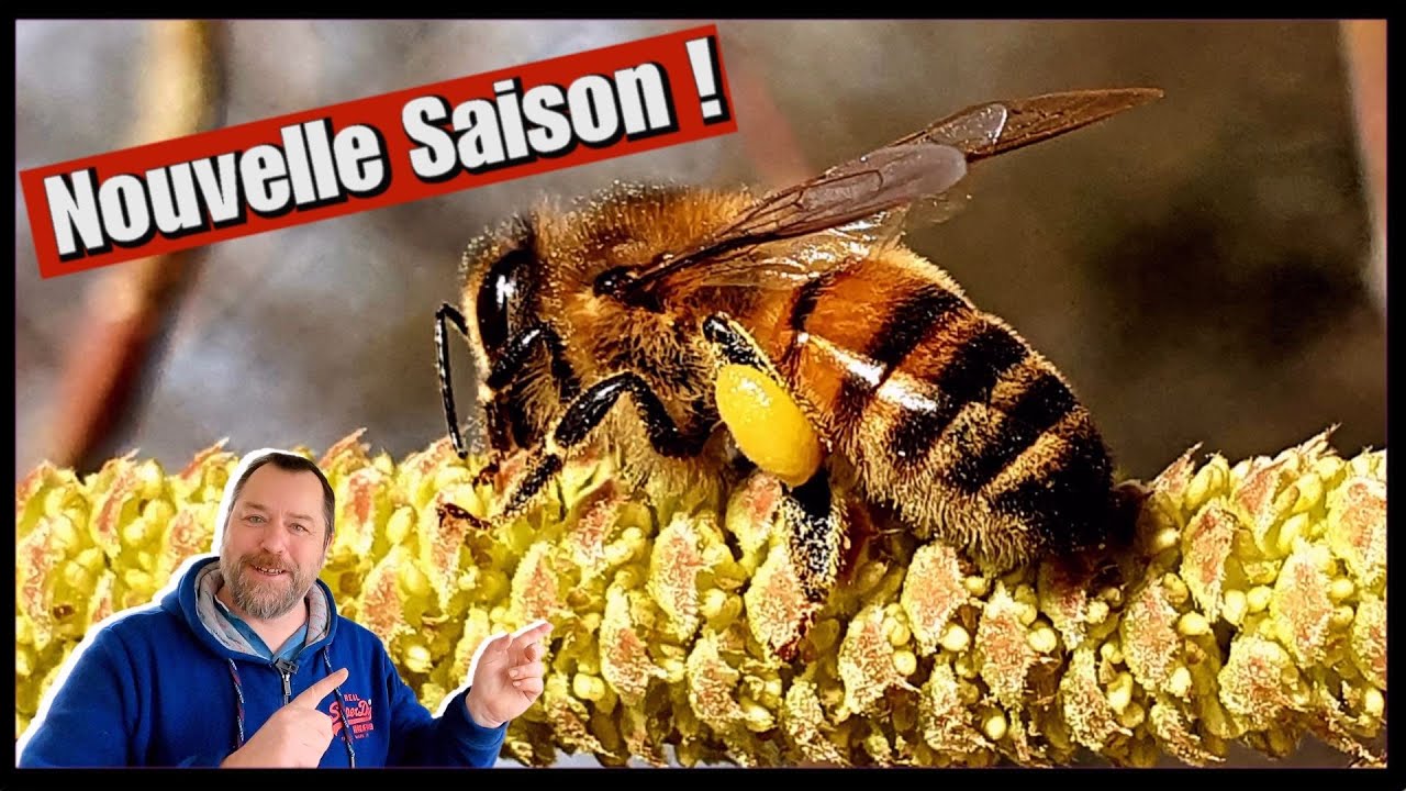 Une Saison aux Abeilles La nouvelle Saison 5 ! YouTube