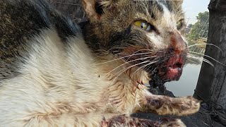 A Cat That Can't Get Up but Still Hopeful  Return to This World Waiting for Saviour | Animal Rescue