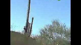 Saguaro.MP4